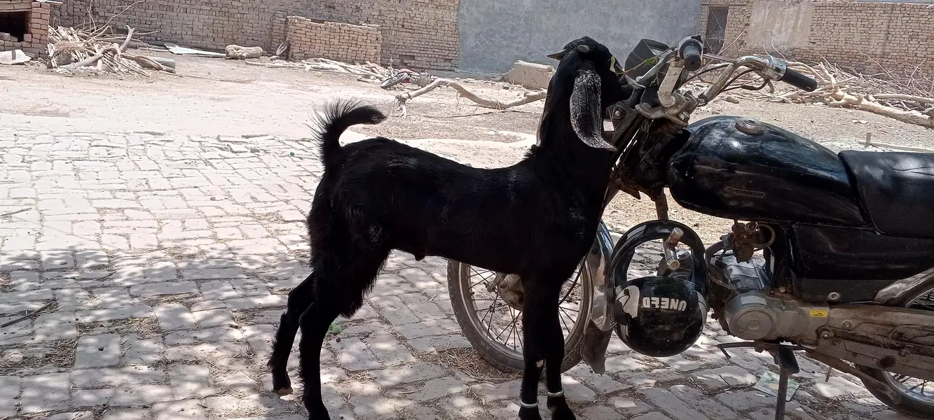 Bakra for sale — photo 3