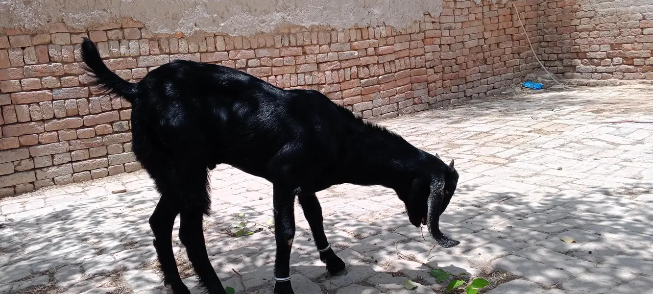 Bakra for sale — photo 4