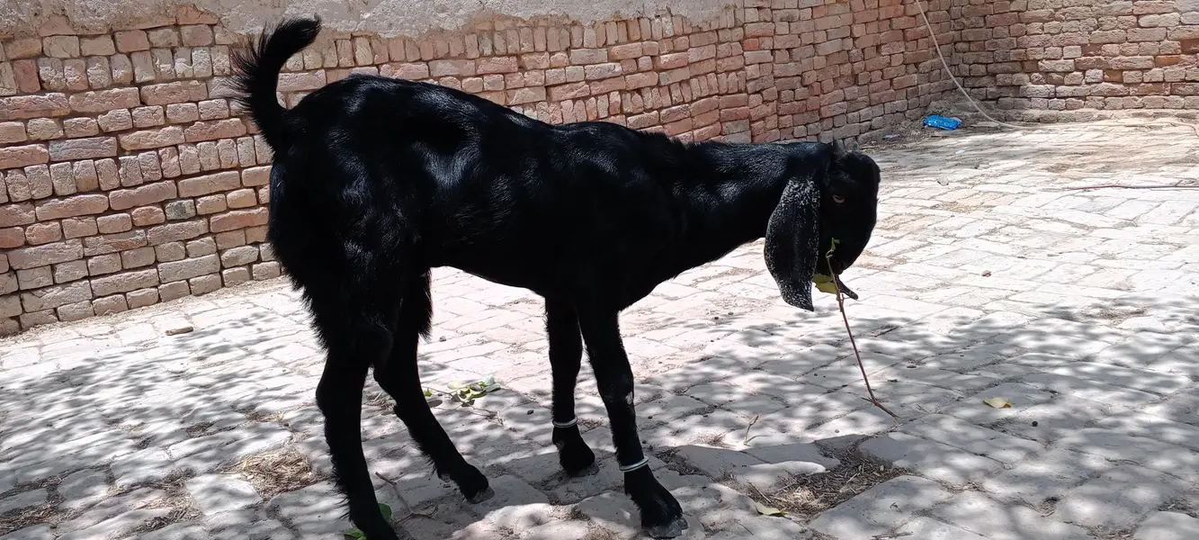 Bakra for sale — photo 5