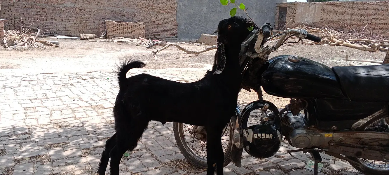 Bakra for sale — photo 6