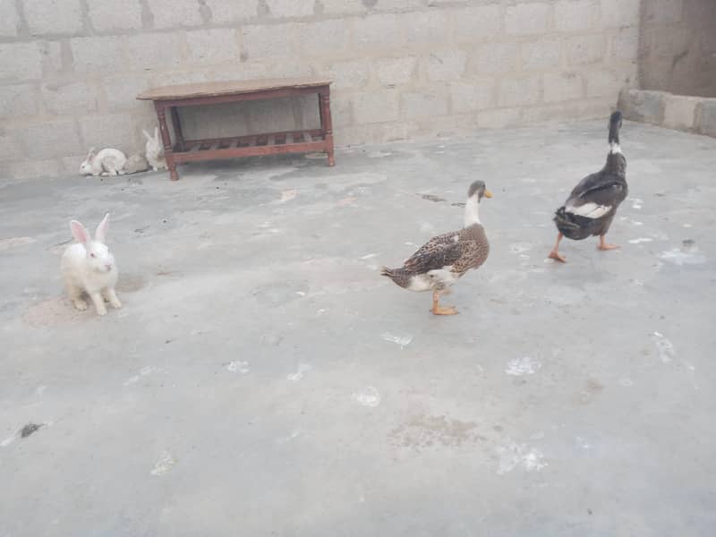 ducks pair 1