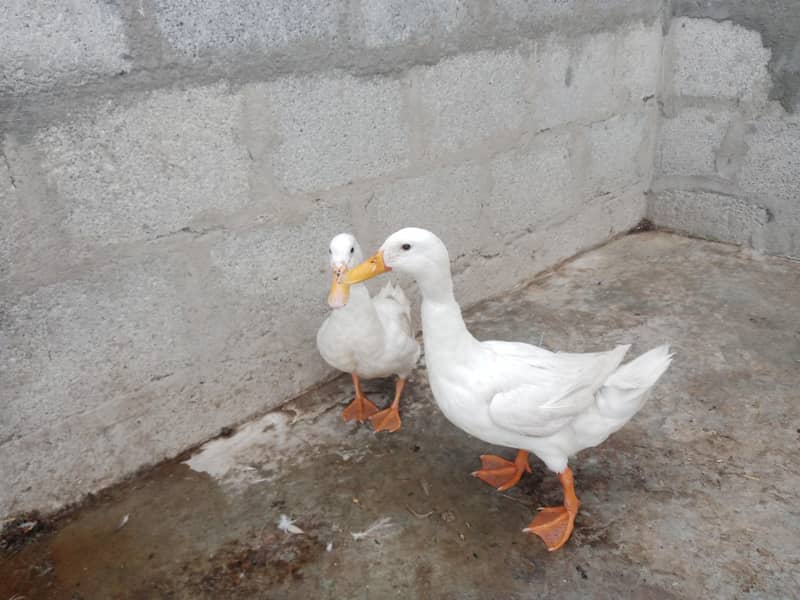 ducks pair 2