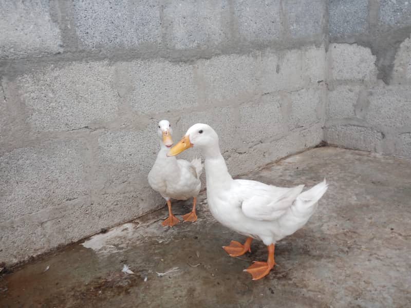 ducks pair 3