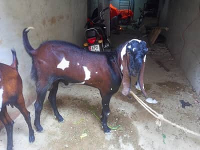 2 dath age 4mouth kamori ar beetal ka cross