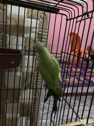 Just parrot no included cage