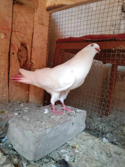 0318094216750 Patti waly prwazi kabuter  dangi k lgy huye hain