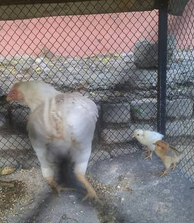 Aseel heera madi with chicks