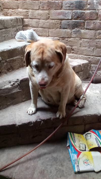 lab female