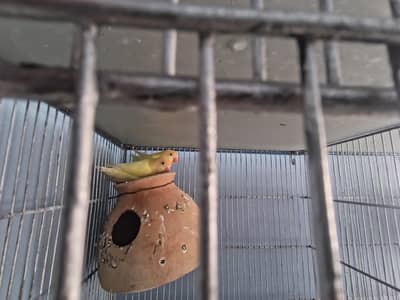 selling my Full Size Cage With 1 Pair of Crimino Red Eyes