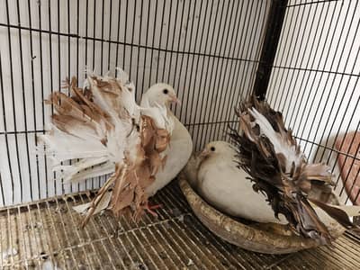 Red Tail Breeder Pair