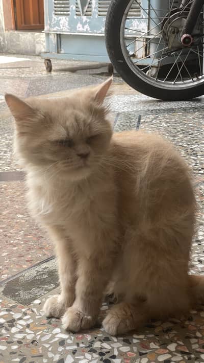 Punch face perisan cat for sale