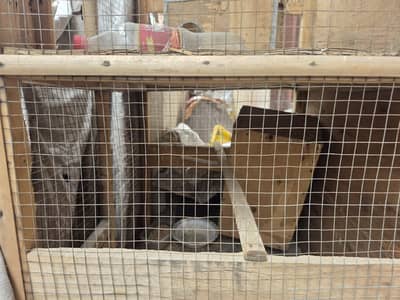pinjra for sale