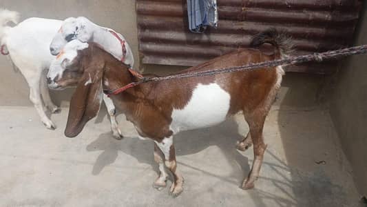 3  Bakriya for sale teaddy 2 dant guban location orangi 03112348513