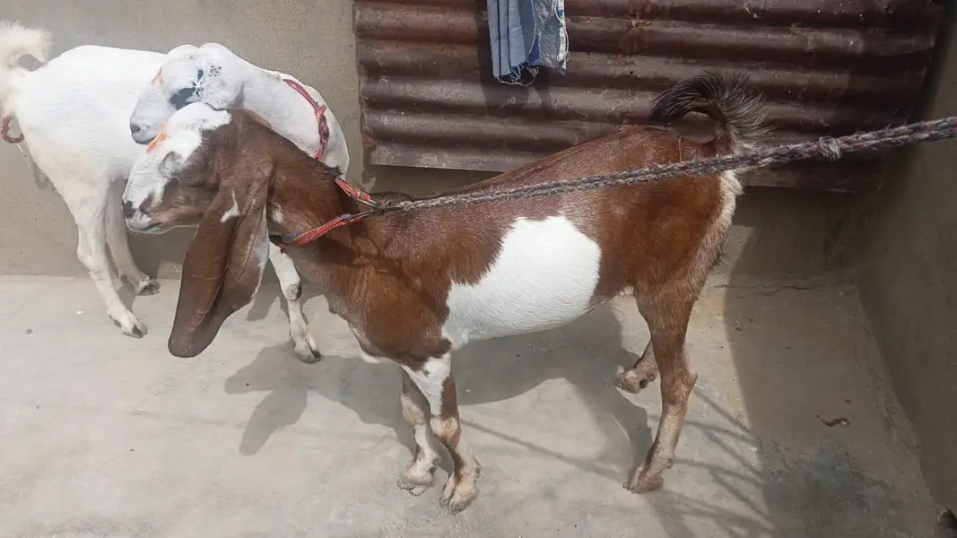 3  Bakriya for sale teaddy 2 dant guban location orangi 03112348513