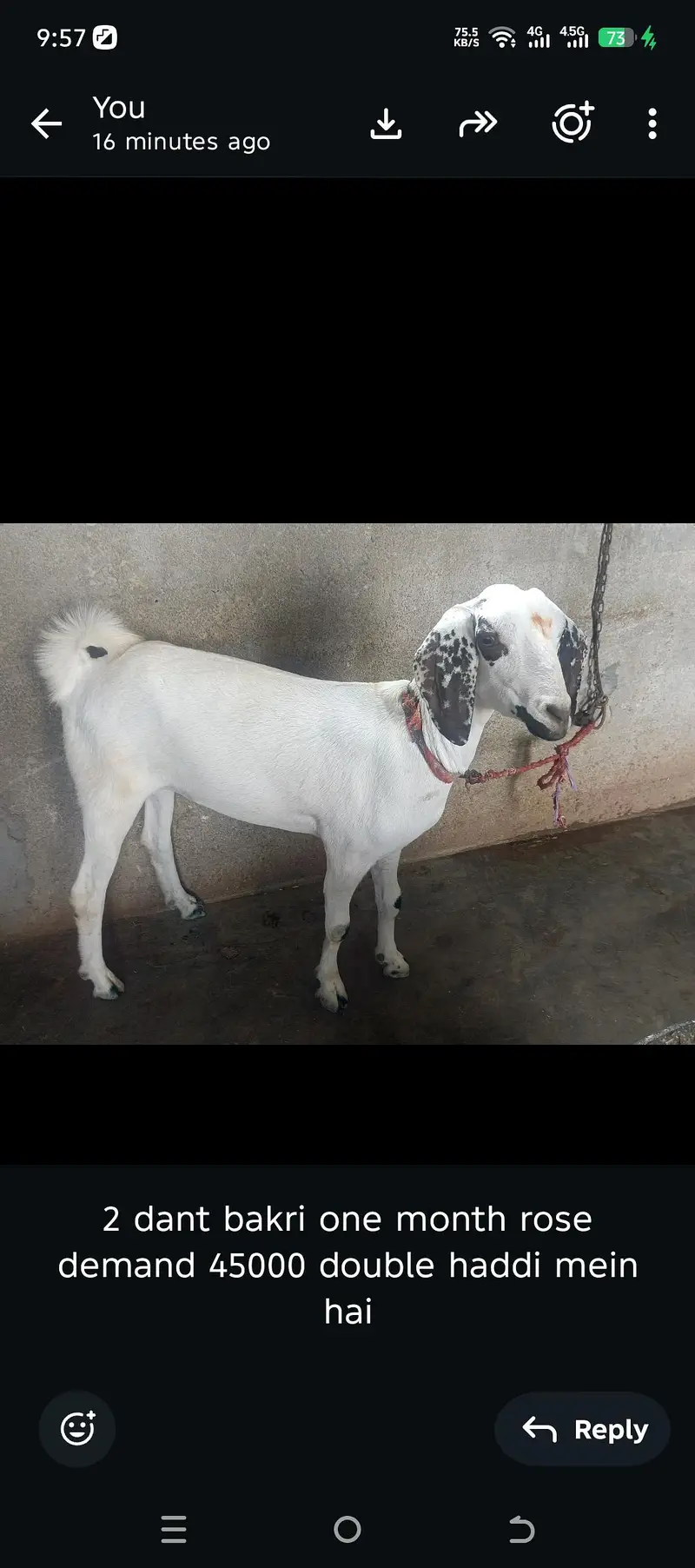 3  Bakriya for sale teaddy 2 dant guban location orangi 03112348513 — photo 2
