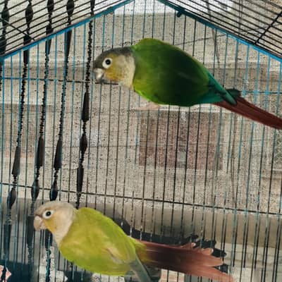 conure breeder pair with cage box conure pineaple self ckick