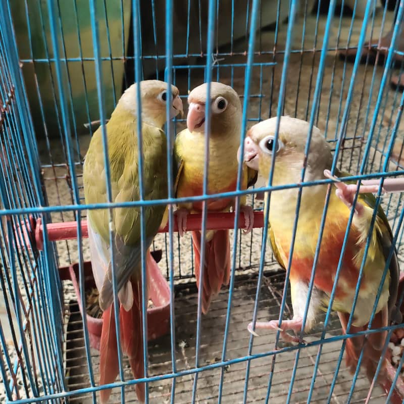 conure pineaple self chick 0