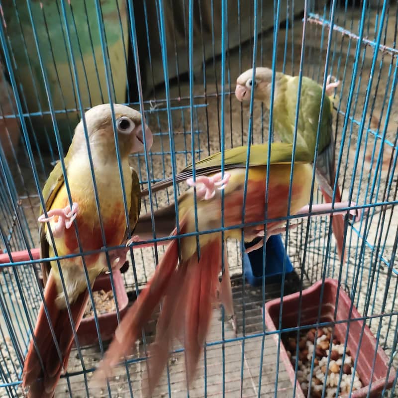 conure pineaple self chick 2