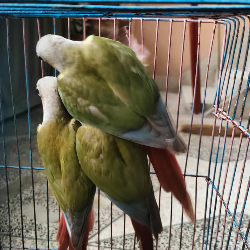 conure pineaple self chick 3