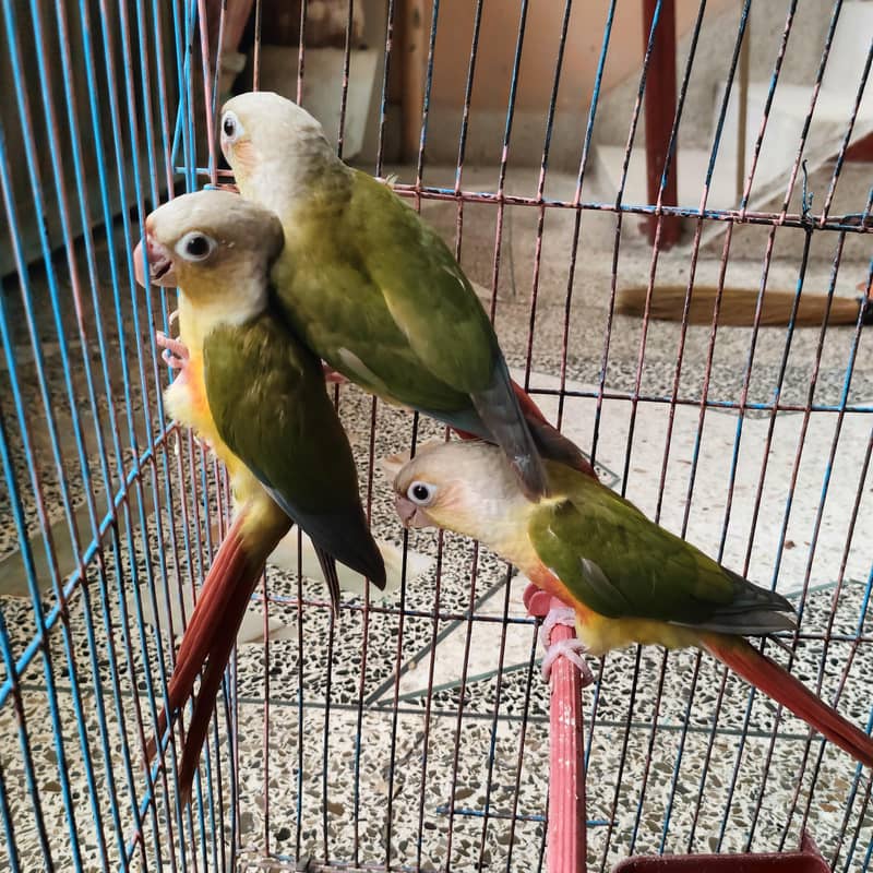 conure pineaple self chick 4
