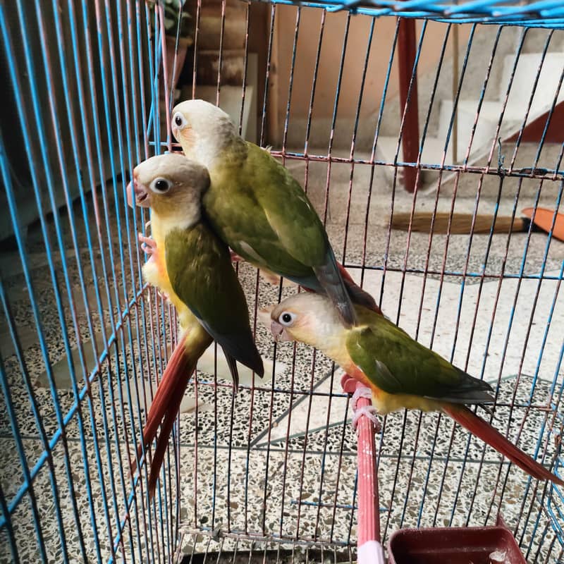 conure pineaple self chick 5