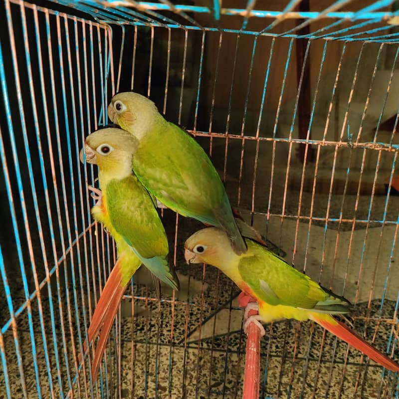 conure pineaple self chick 6