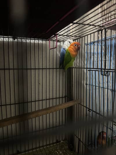 Complete birds setup for sale with boxes and cages