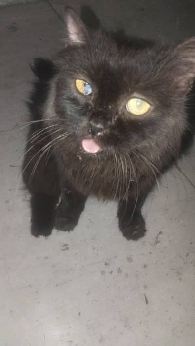 male for sale han full black