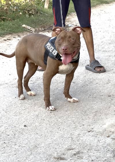 Pitbull Female