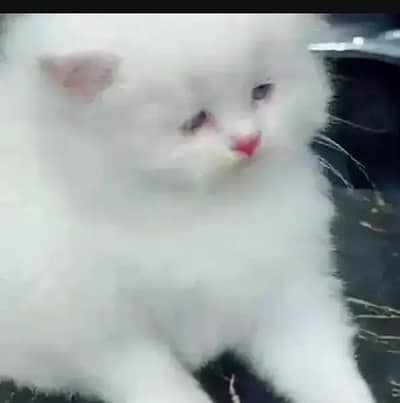 Persian kitten available for sale