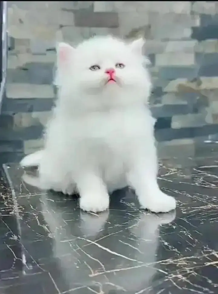 Persian kitten available for sale — photo 2