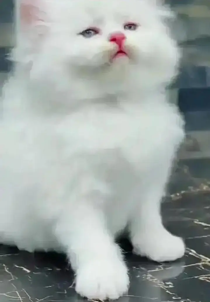 Persian kitten available for sale — photo 3