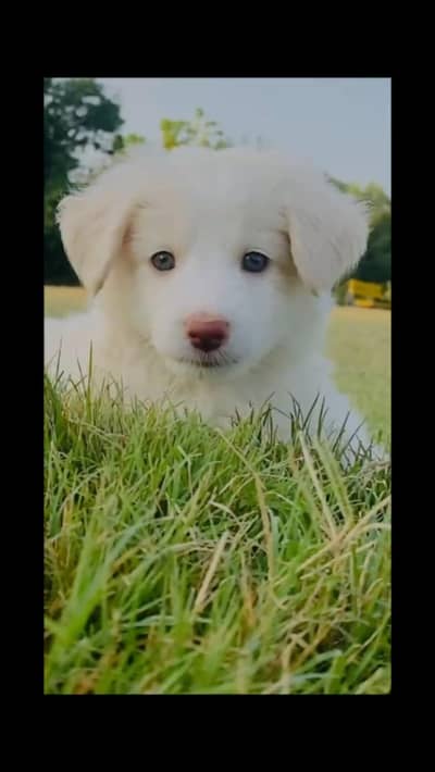 3 month male Russian White Puppy-Blue Eyes islamabad