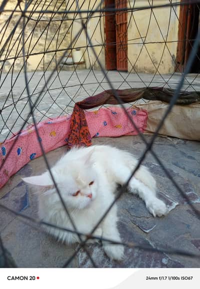 Persian White triple coated 2 years