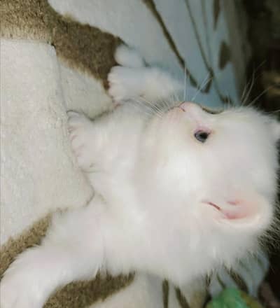 Persian Kitten| Doll Face |Blue eyes