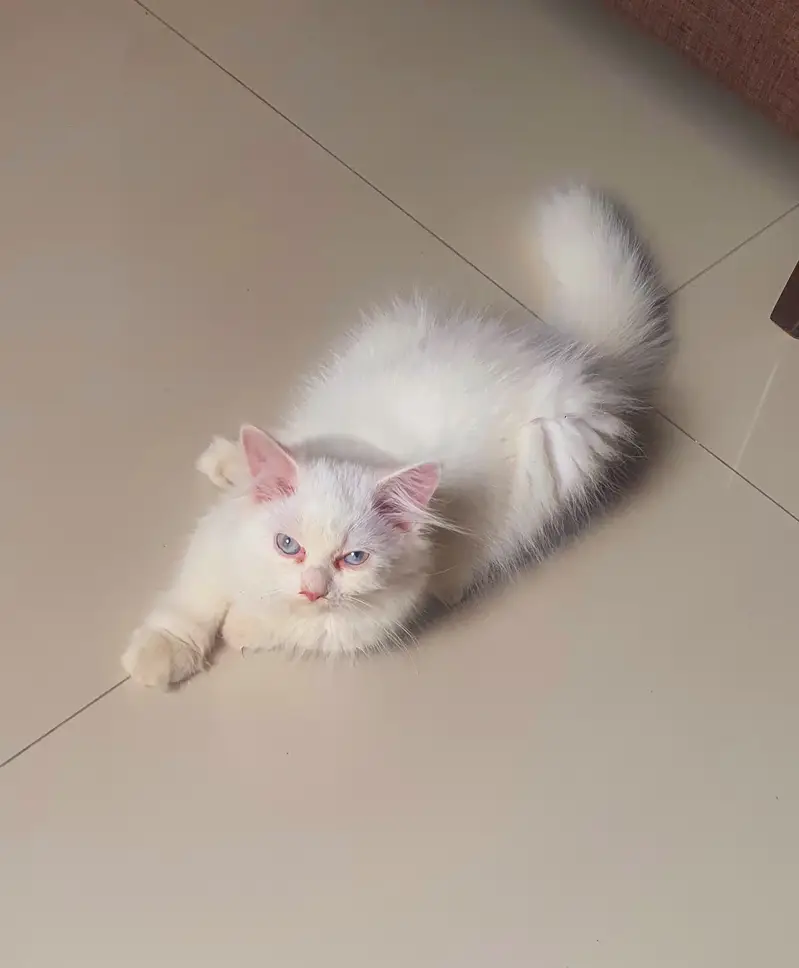 Pure White Persian Kitten Available for a Loving Home