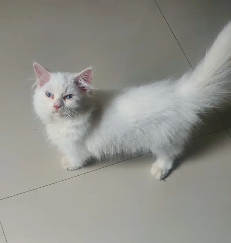 Pure White Persian Kitten Available for a Loving Home — photo 2