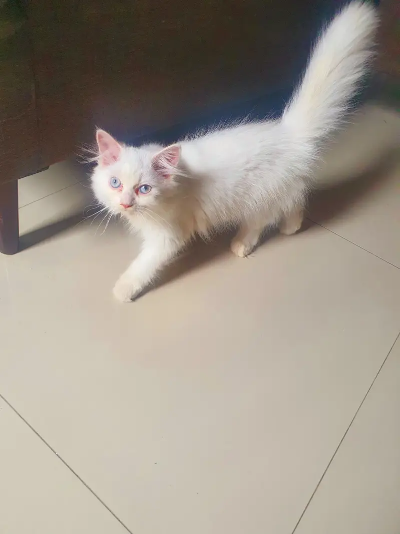 Pure White Persian Kitten Available for a Loving Home — photo 3