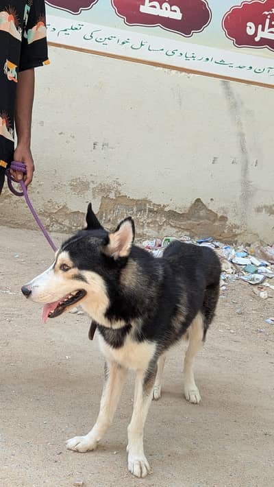 Husky Male Dog