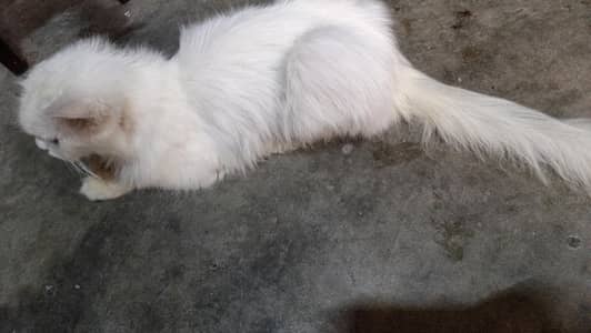 Persian Cat Loveable Cat