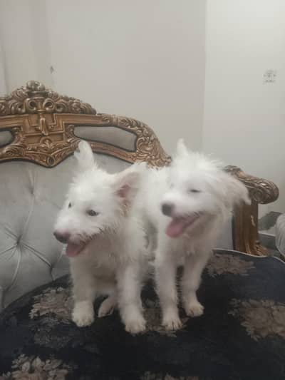 russian 1 pair of puppies 03097399994 call