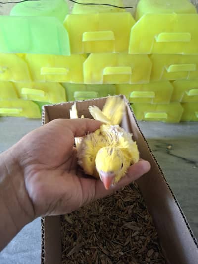 yellow ringneck chicks