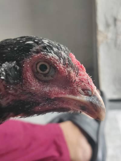 aseel hens for sale