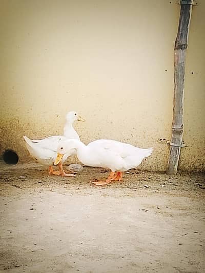 pair of white duck