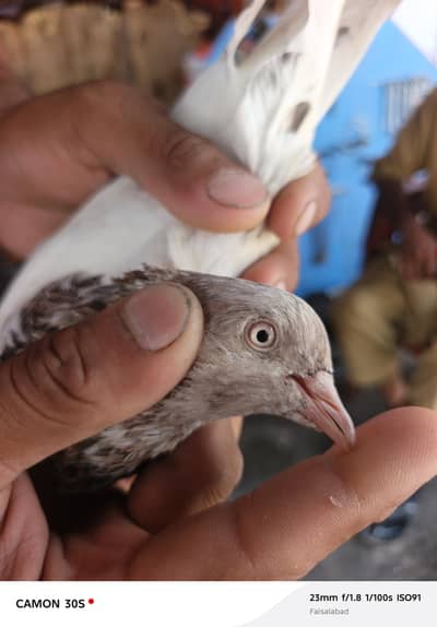 pigeon