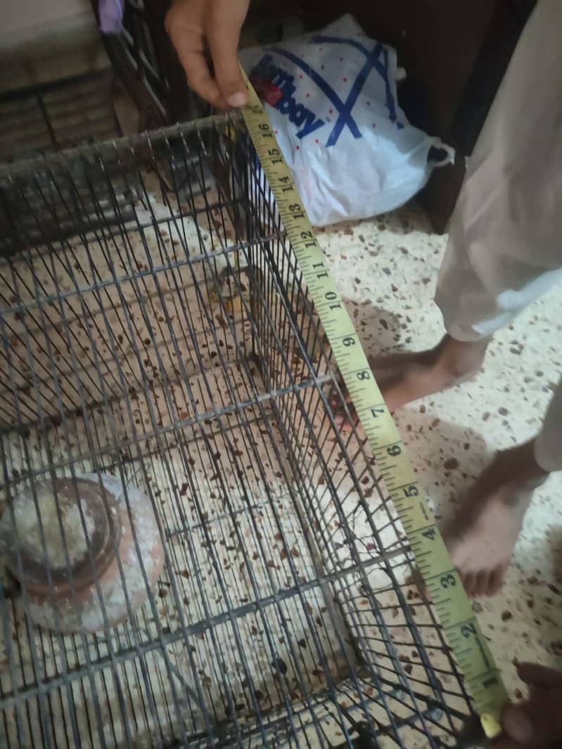 cages 3