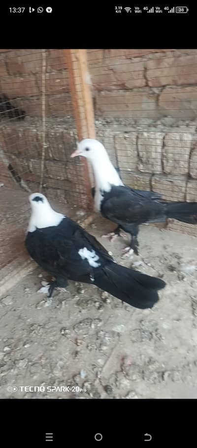 black karbali pathy ka pair 03066419214