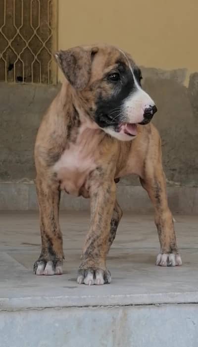 walati gultair male puppy for sale