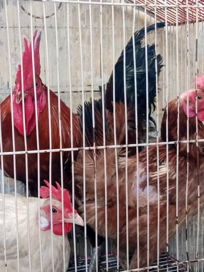 Mix hen and cock total 7 peses he