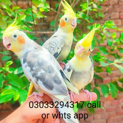 hand tame cocktails parrots birds